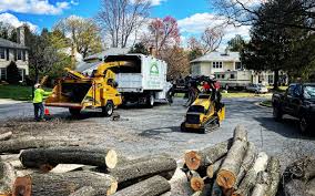 Best Root Management and Removal  in St Marys, GA